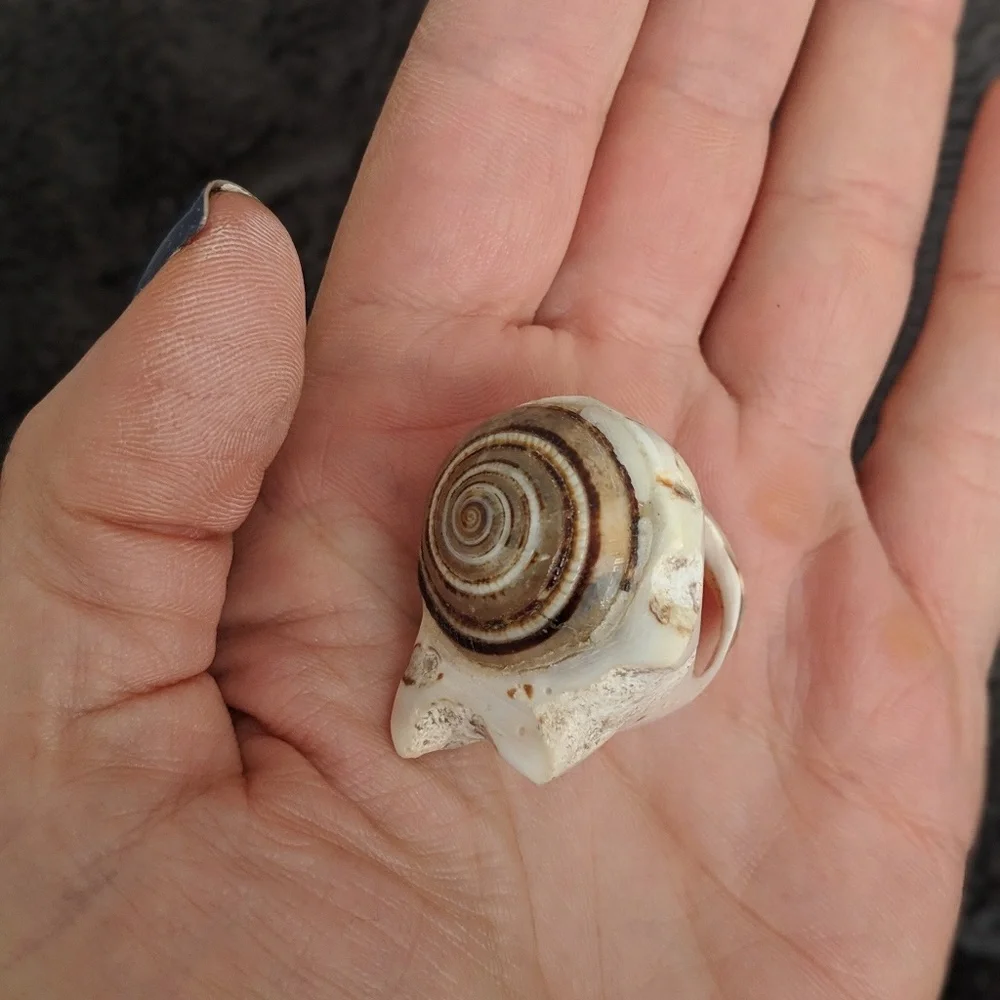 SHELL RING